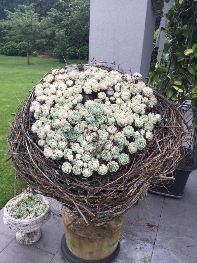 The Flower Nest Retreat Apartamento Te Puna Exterior foto